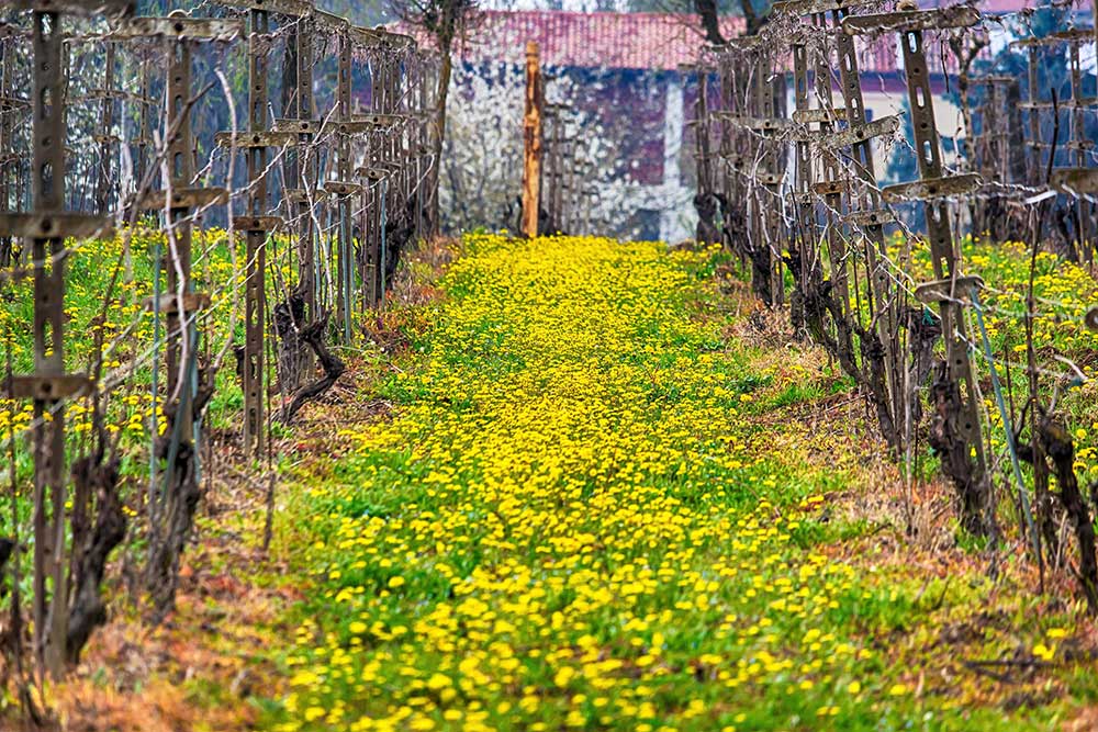 vigneti-cascina-favorita